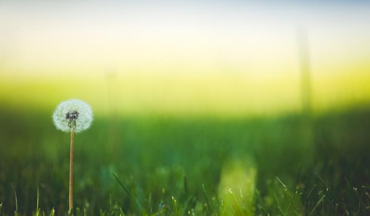 Jak ošetřit trávník po zimě | tipy Jak ošetřit trávník po zimě | tipy