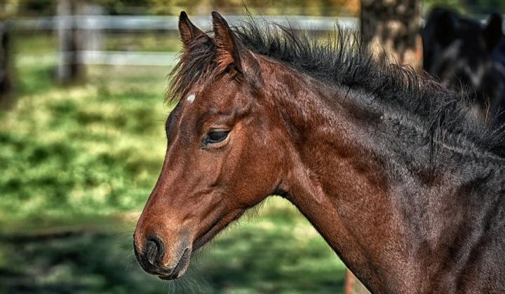 Jak správně vybrat koně? | rady Jak správně vybrat koně? | rady