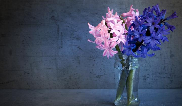 Jak pěstovat hyacinty | rady Jak pěstovat hyacinty | rady