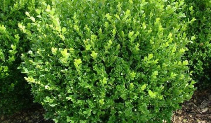 Jak pěstovat buxus neboli buksus Jak pěstovat buxus neboli buksus