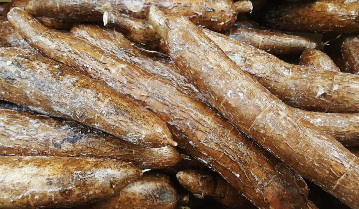Jak vypadá a co je arrowroot