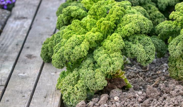 Jak pěstovat a využít kadeřávek | zahrada a rostliny Jak pěstovat a využít kadeřávek | zahrada a rostliny