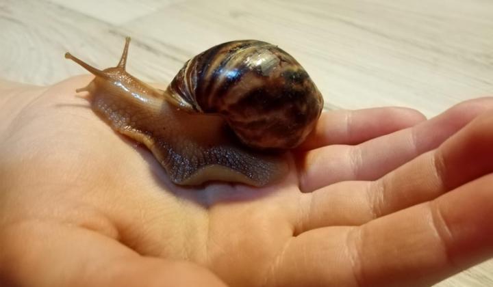 Jak využít slimáky jako „domácí kosmetičku“ Jak využít slimáky jako „domácí kosmetičku“