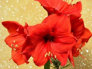 Jak pěstovat amarylis neboli hippeastrum Jak pěstovat amarylis neboli hippeastrum
