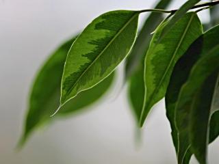 Jak pěstovat ficus benjamina Jak pěstovat ficus benjamina