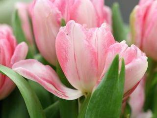 Jak pěstovat tulipány Jak pěstovat tulipány