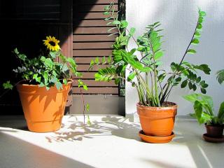 Jak pěstovat zamioculcas Jak pěstovat zamioculcas
