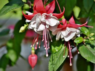 Jak zazimovat fuchsie | rady Jak zazimovat fuchsie | rady