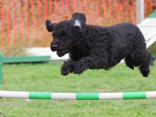 Jak a kdy začít s agility Jak a kdy začít s agility