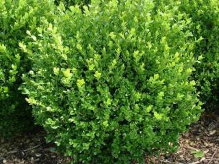 Jak pěstovat buxus neboli buksus Jak pěstovat buxus neboli buksus