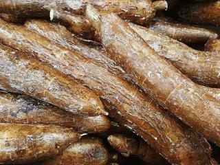 Jak vypadá a co je arrowroot Jak vypadá a co je arrowroot