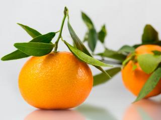 Jak pěstovat mandarinku | rady Jak pěstovat mandarinku | rady