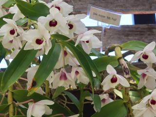 dendrobium nobile dendrobium nobile