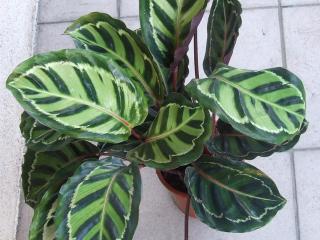 Calathea roseopicta Calathea roseopicta