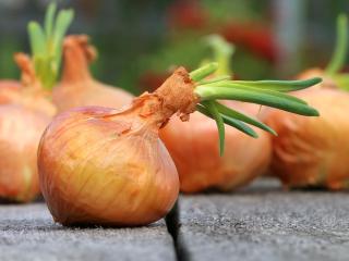 Jak zpracovat zásobu cibule | návody na zpracování cibule Jak zpracovat zásobu cibule | návody na zpracování cibule