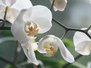 Jak pěstovat orchideje doma | rady Jak pěstovat orchideje doma | rady