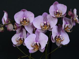 Jak pěstovat orchideje | rady Jak pěstovat orchideje | rady