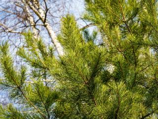 Jak pěstovat konifery ze semen | rady Jak pěstovat konifery ze semen | rady