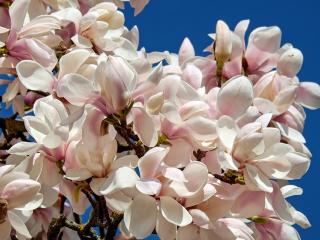 Jak pěstovat magnolii | rady Jak pěstovat magnolii | rady